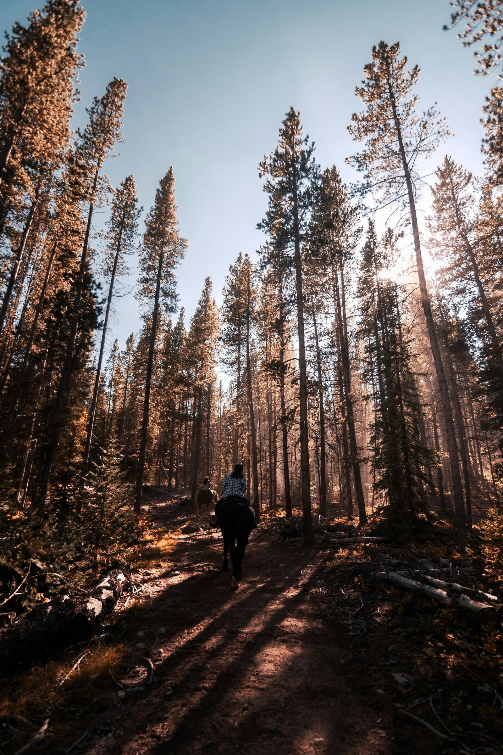 Hiker moving through a sunlit Colorado forest