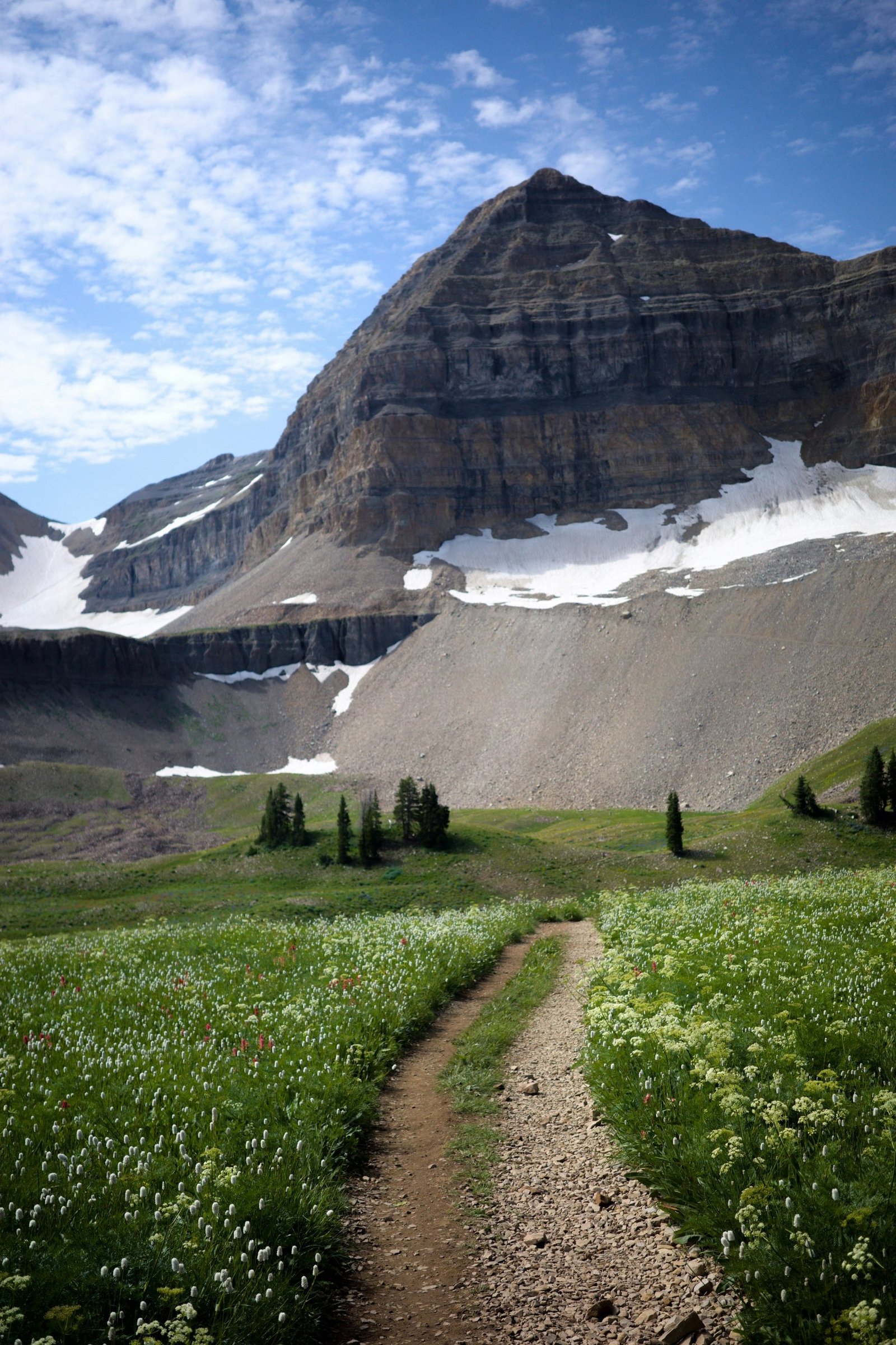 Mountain trail passing through a field of wildflowers